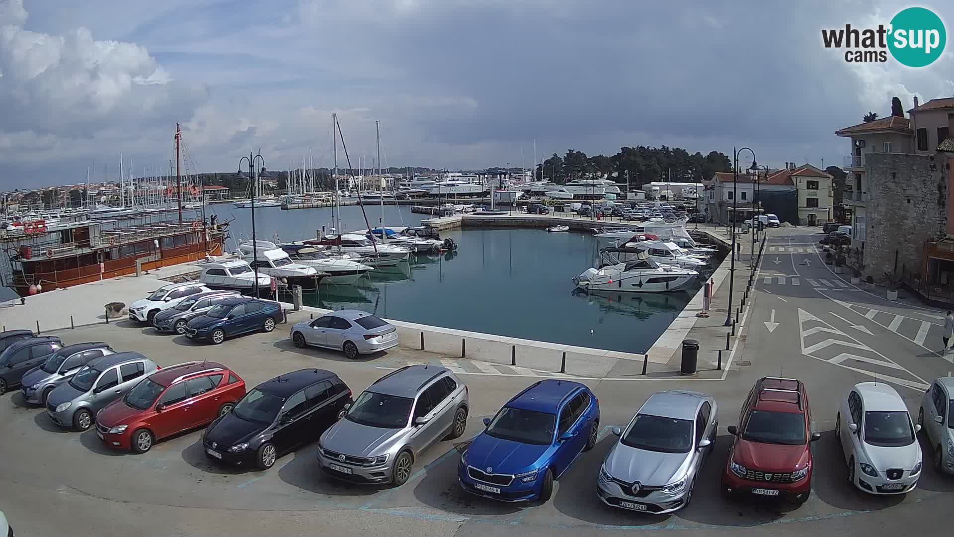 Novigrad | Porporela marina