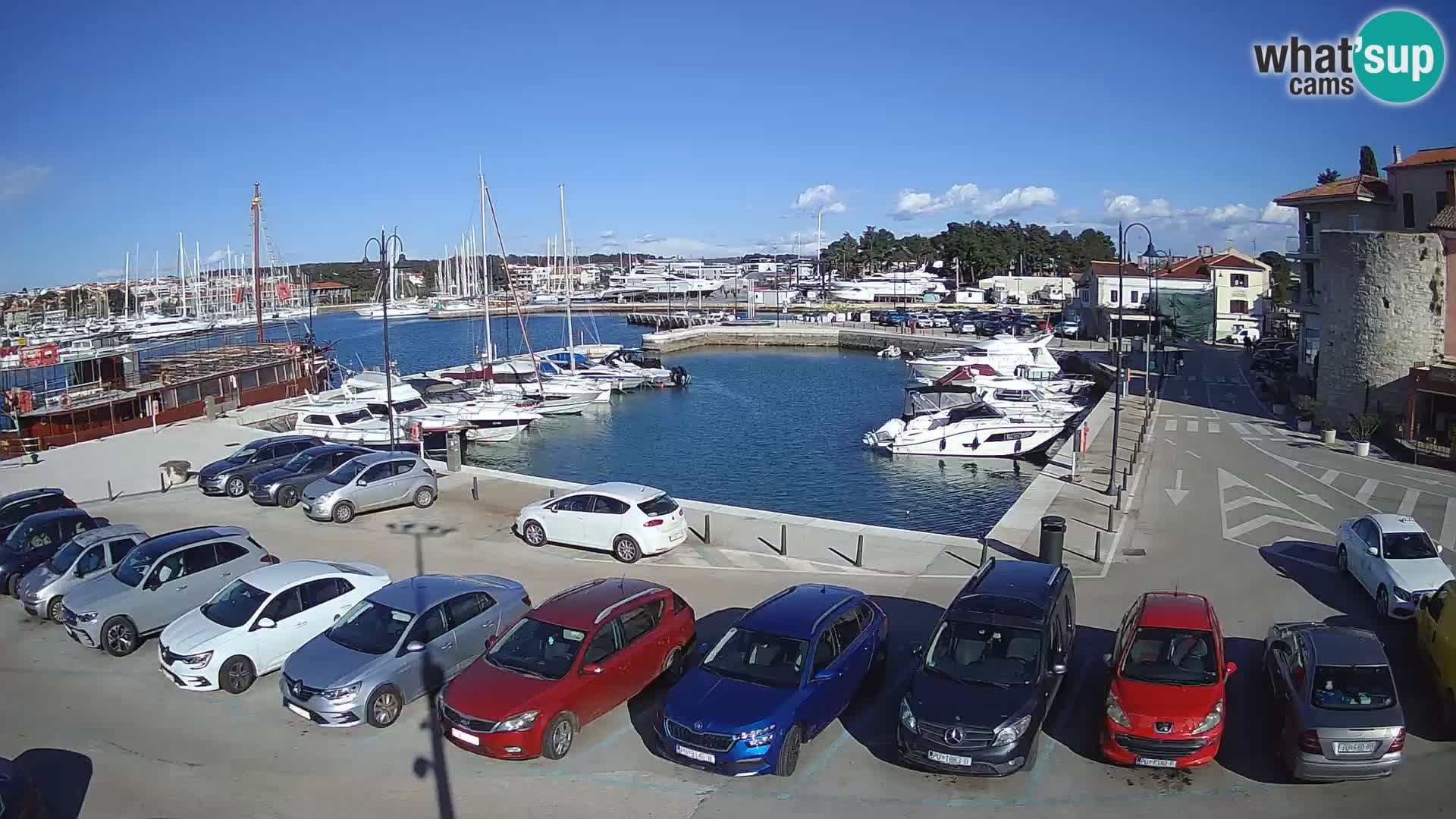 Novigrad | Porporela marina