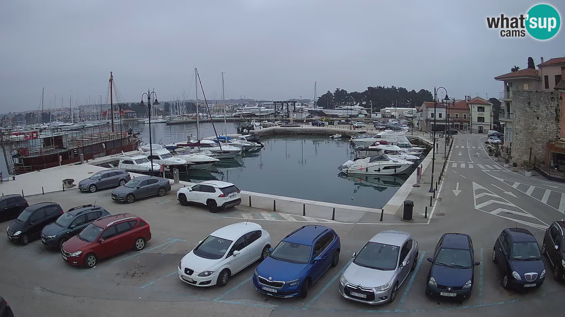 Novigrad | Porporela marina