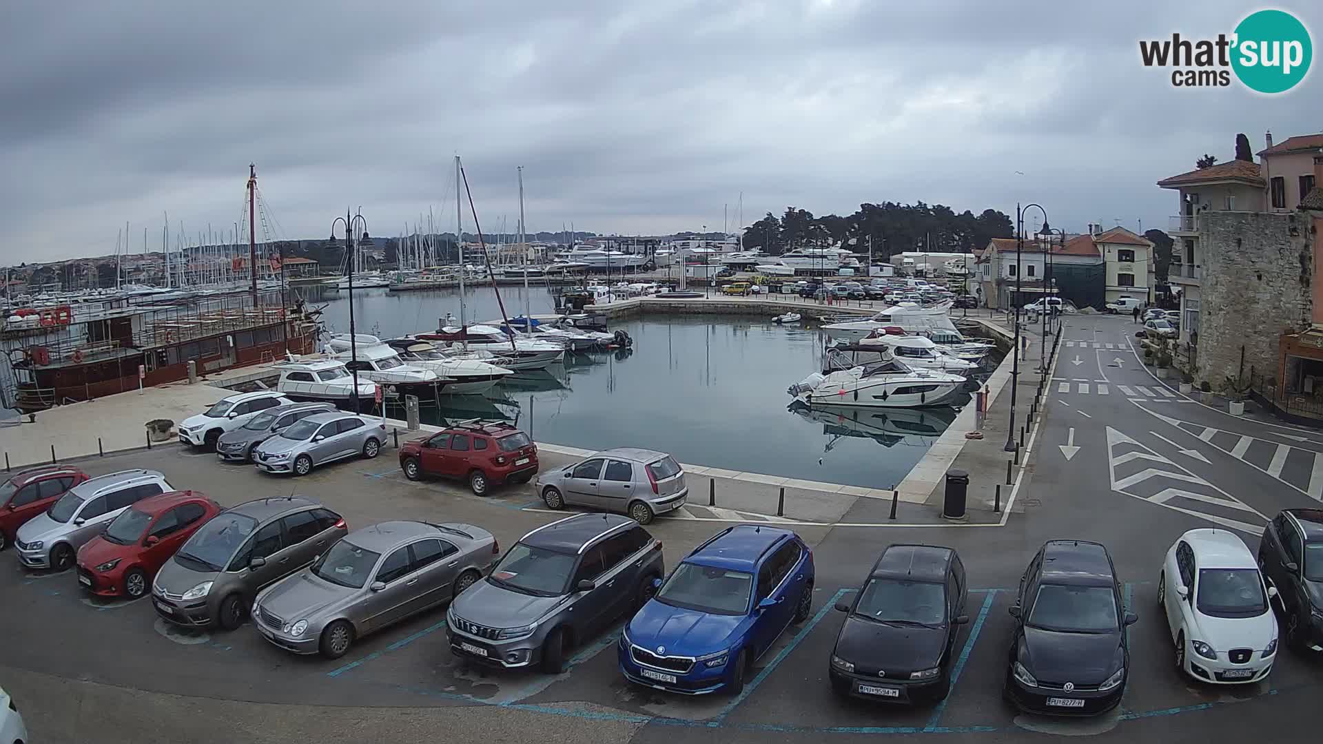 Novigrad | Porporela marina