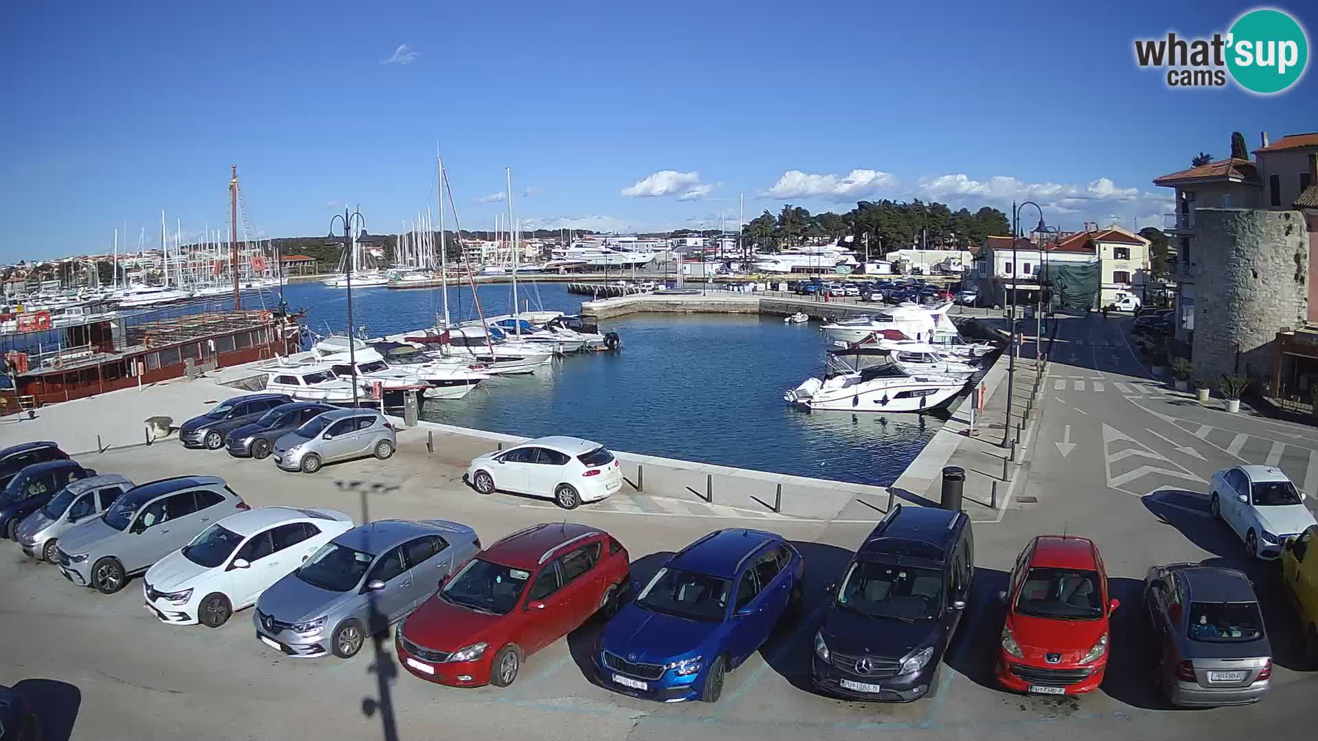 Novigrad | Porporela marina