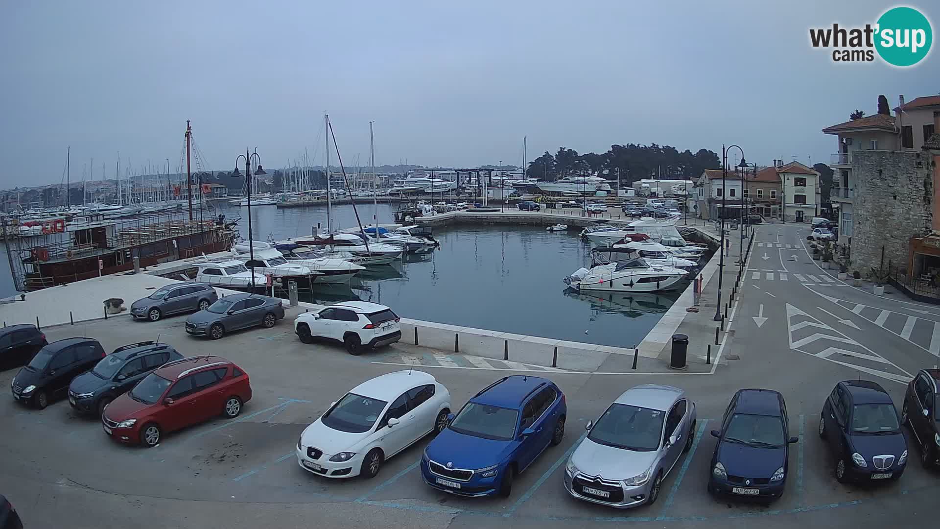 Novigrad | Porporela marina