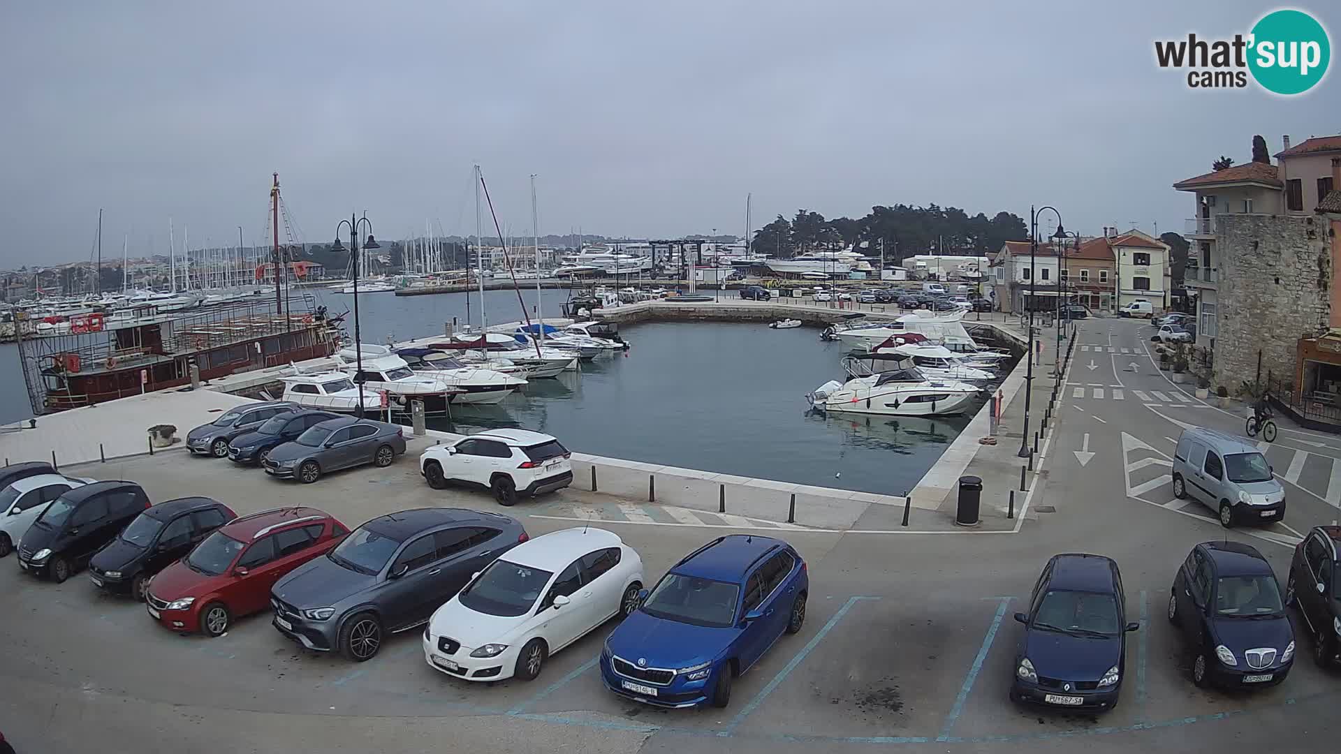 Novigrad | Porporela marina