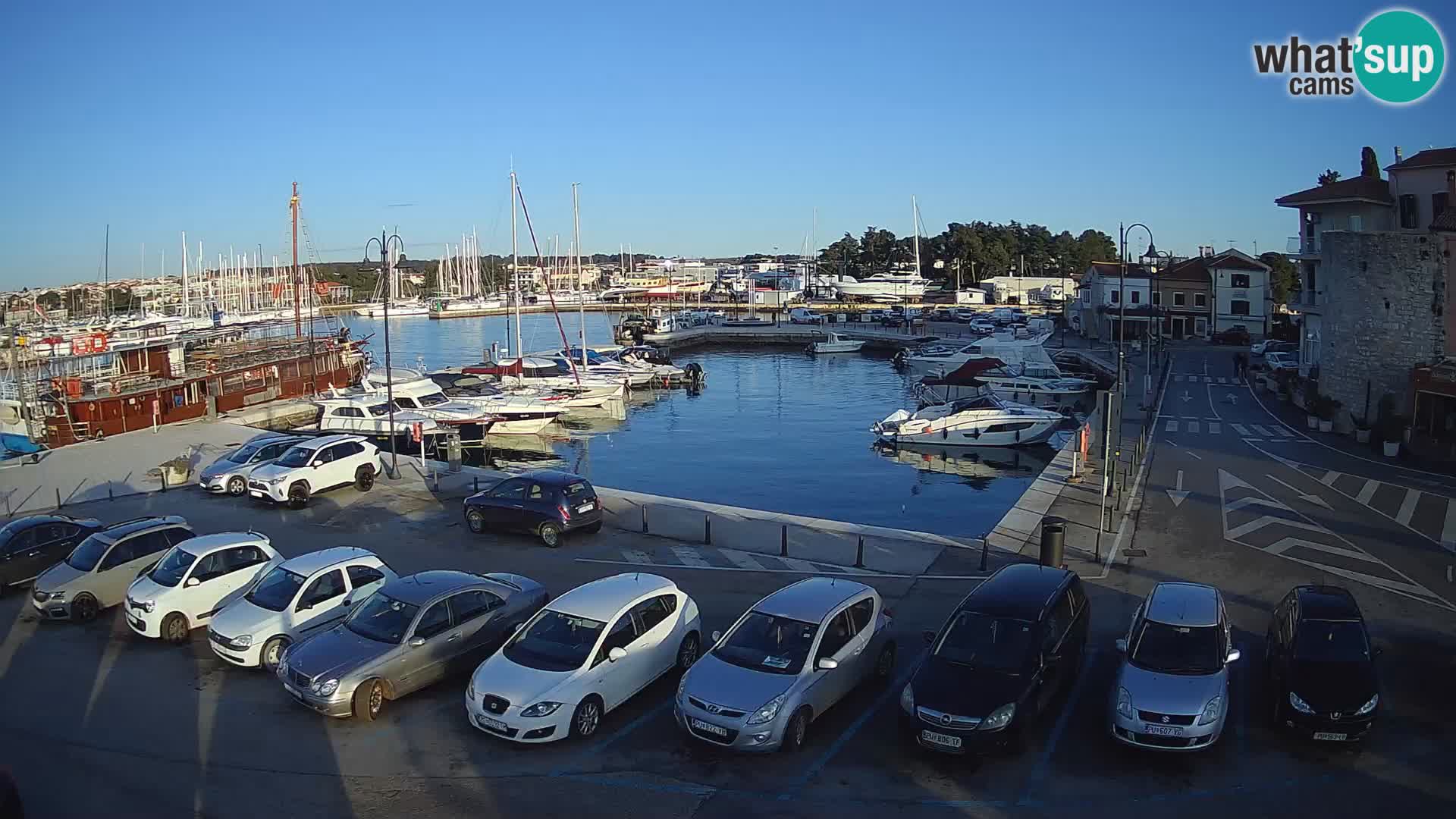 Novigrad | Porporela marina