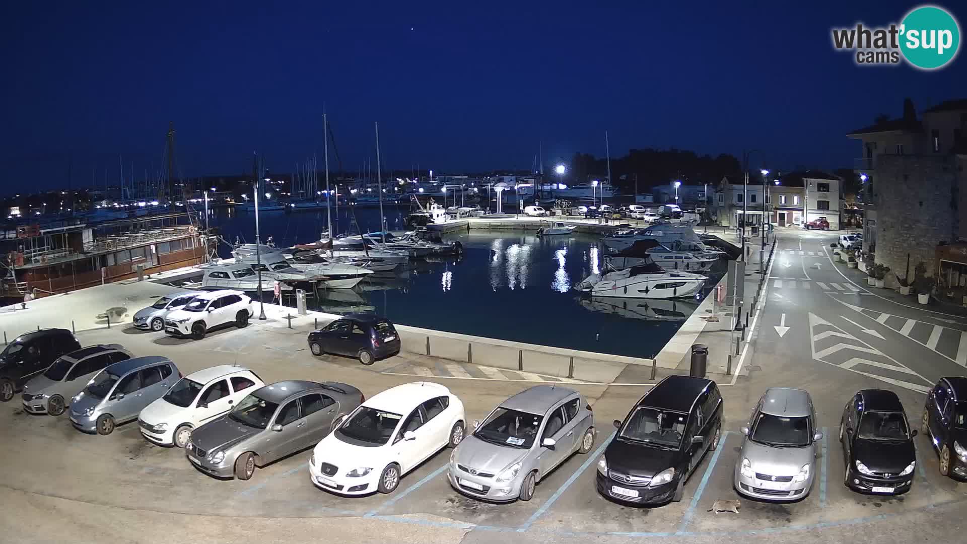 Novigrad | Porporela marina