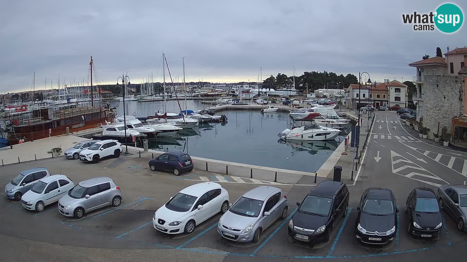 Novigrad | Porporela marina