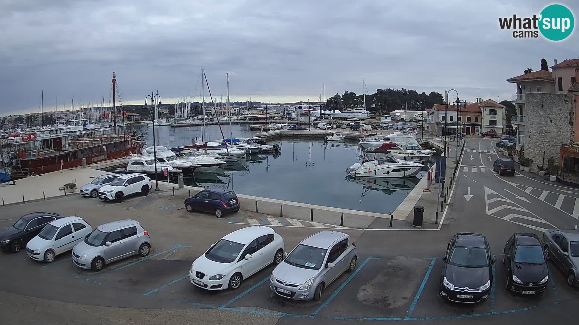 Novigrad | Porporela marina