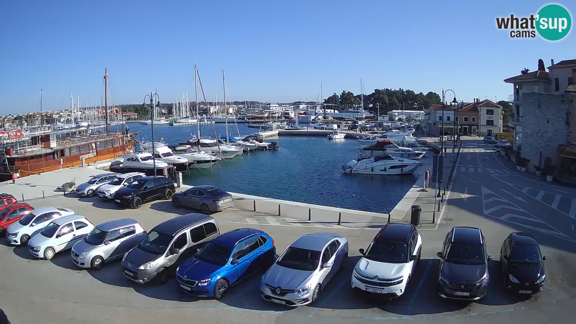 Novigrad | Porporela marina