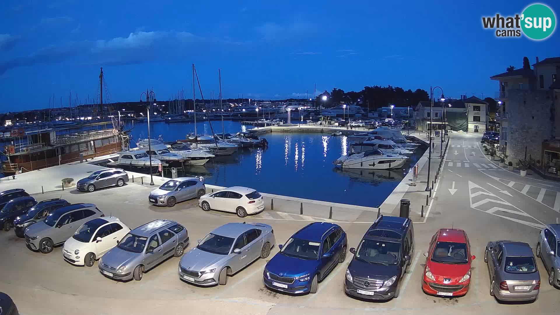 Novigrad | Porporela marina