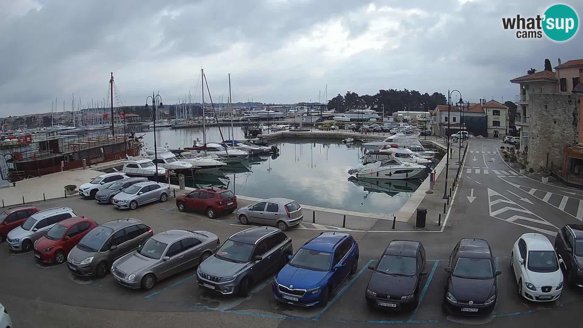 Novigrad | Porporela marina