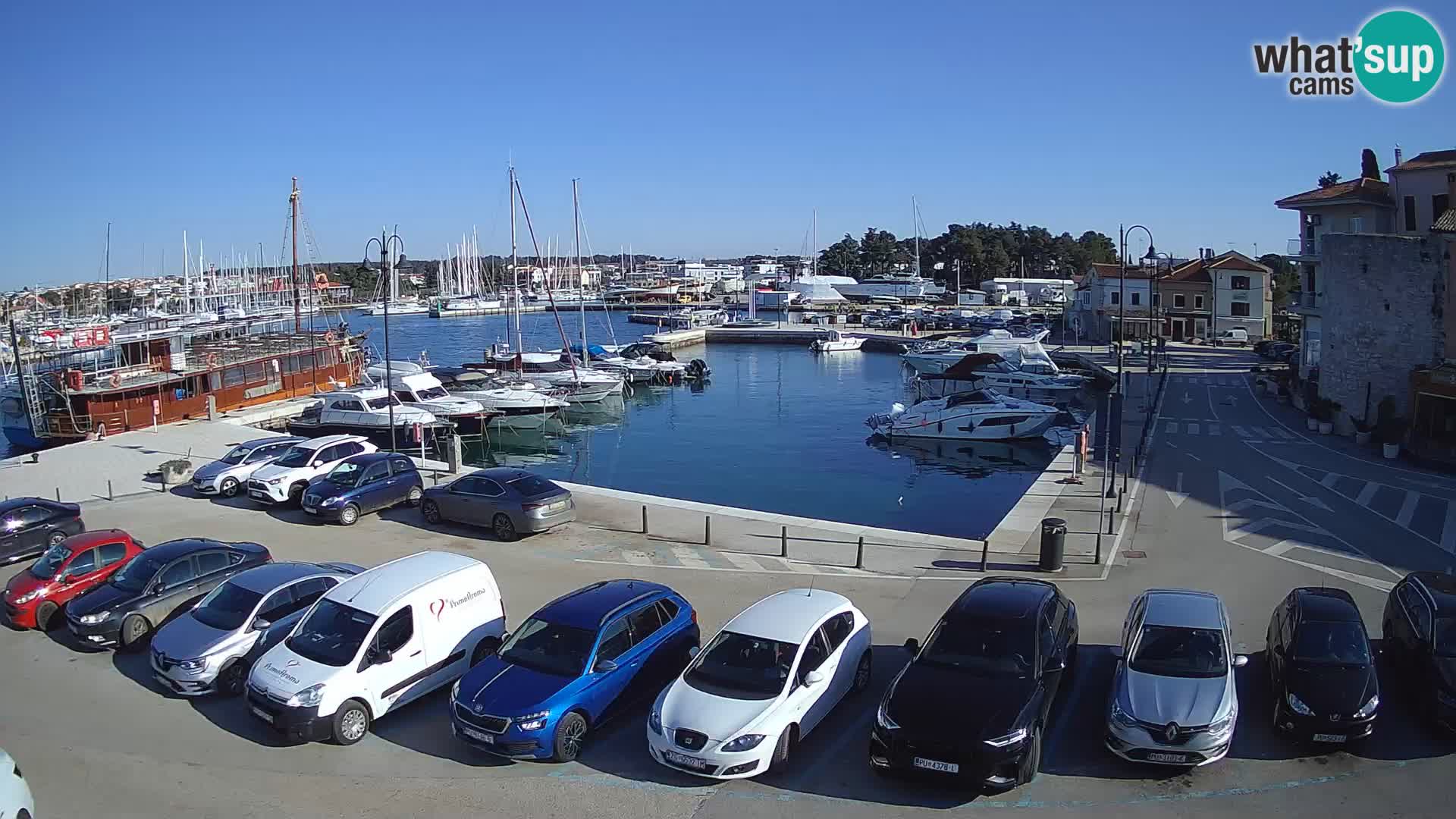 Novigrad | Porporela marina