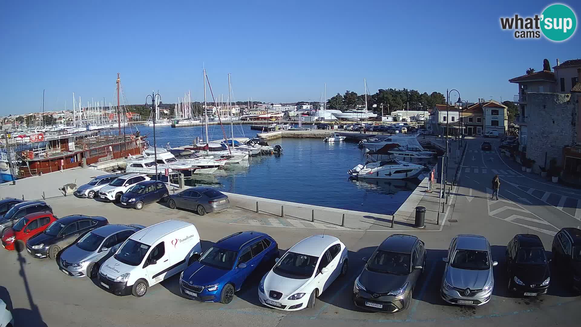 Novigrad | Porporela marina