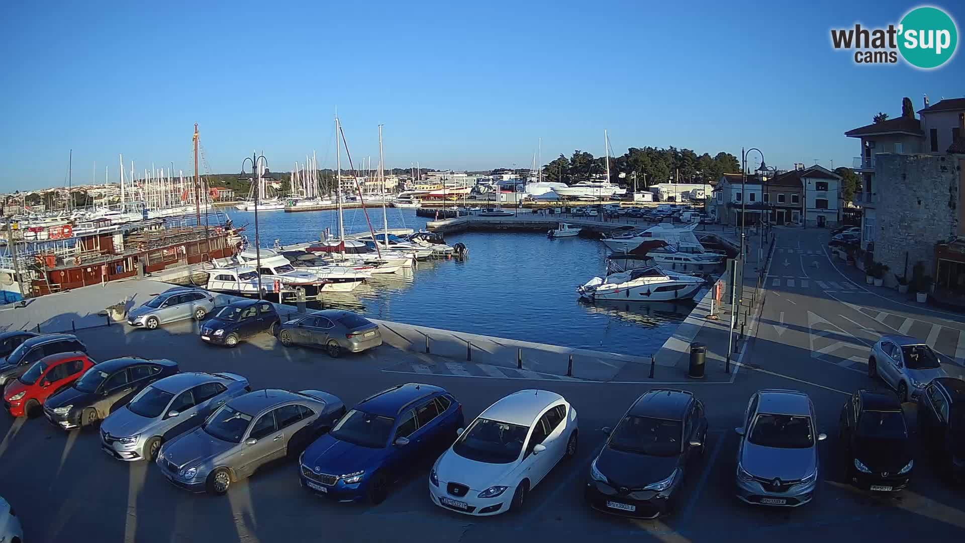 Novigrad | Porporela marina