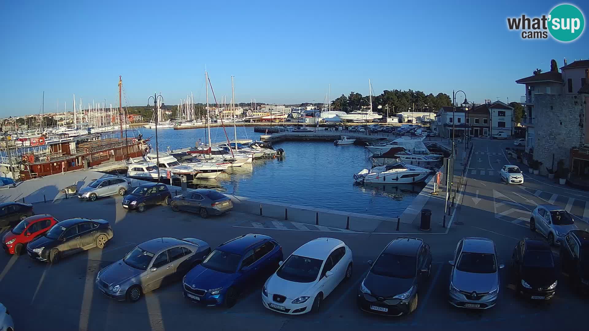 Novigrad | Porporela marina