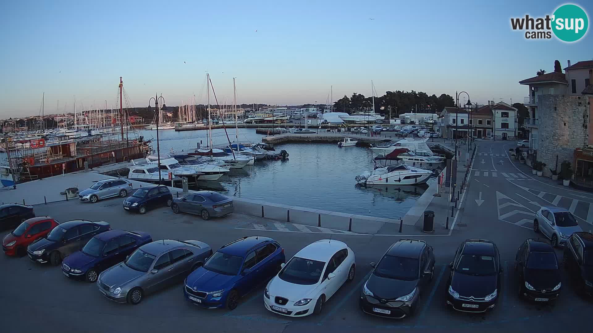 Novigrad | Porporela marina