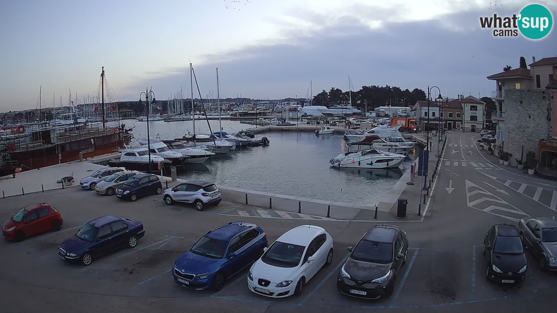 Novigrad | Porporela marina