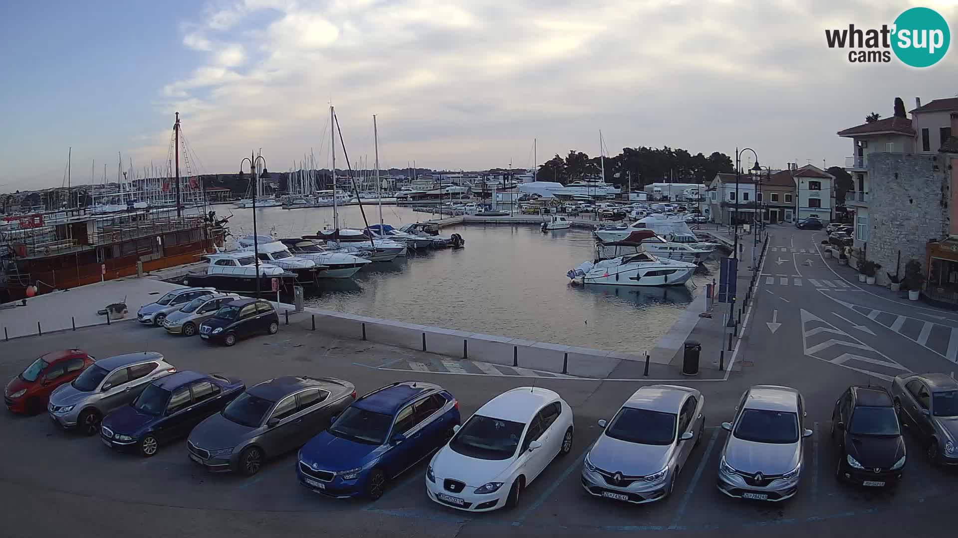 Novigrad | Porporela marina