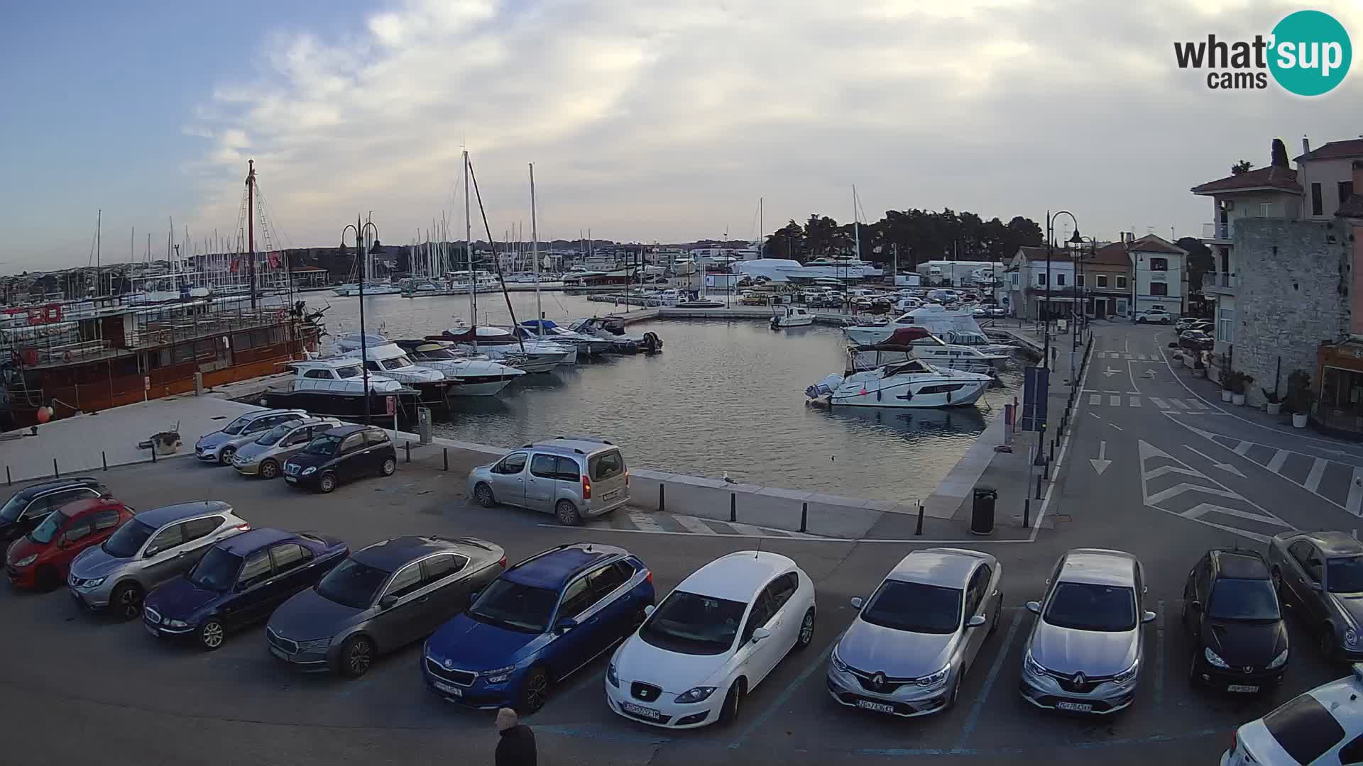 Novigrad | Porporela marina