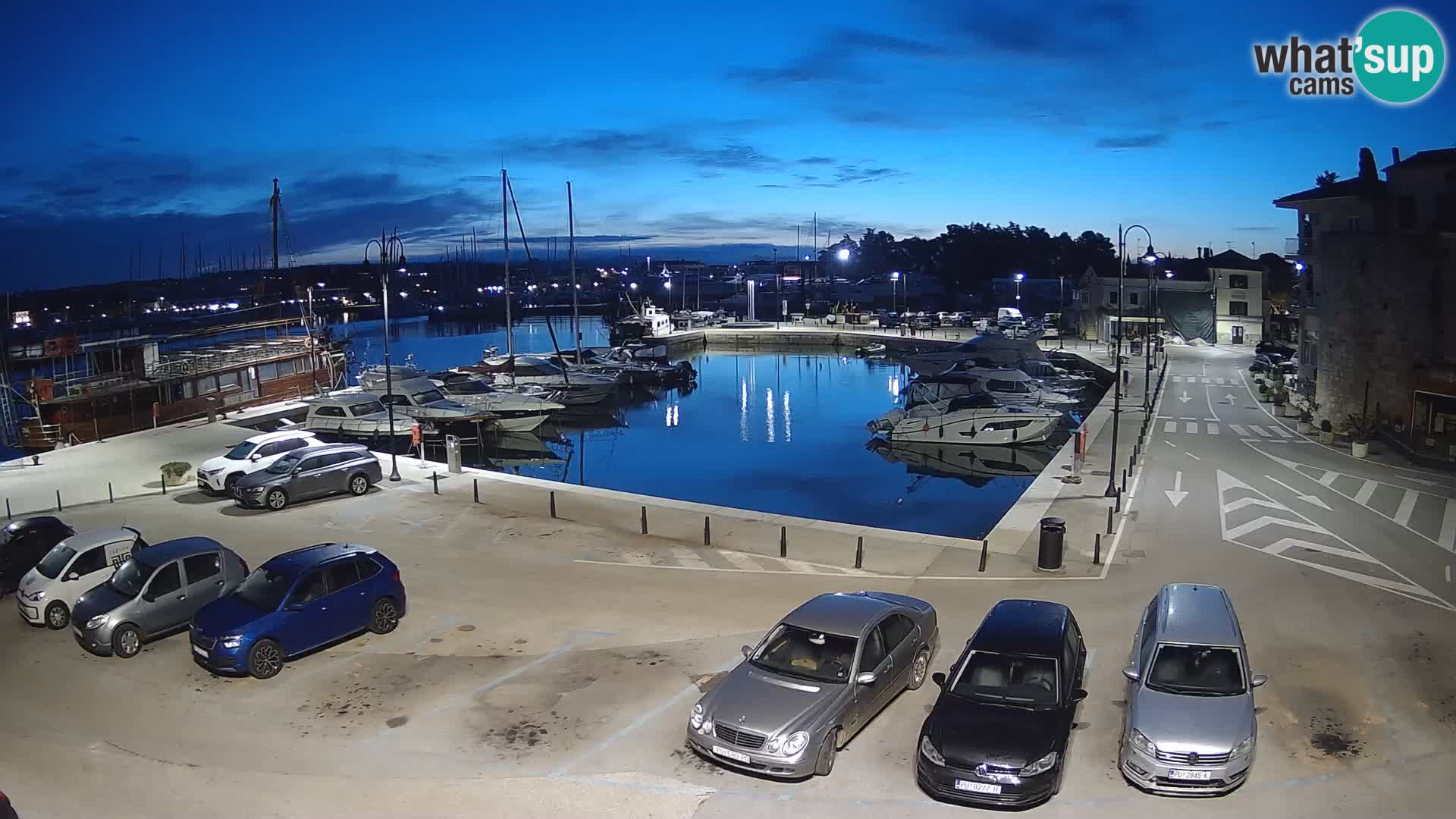 Novigrad | Porporela marina