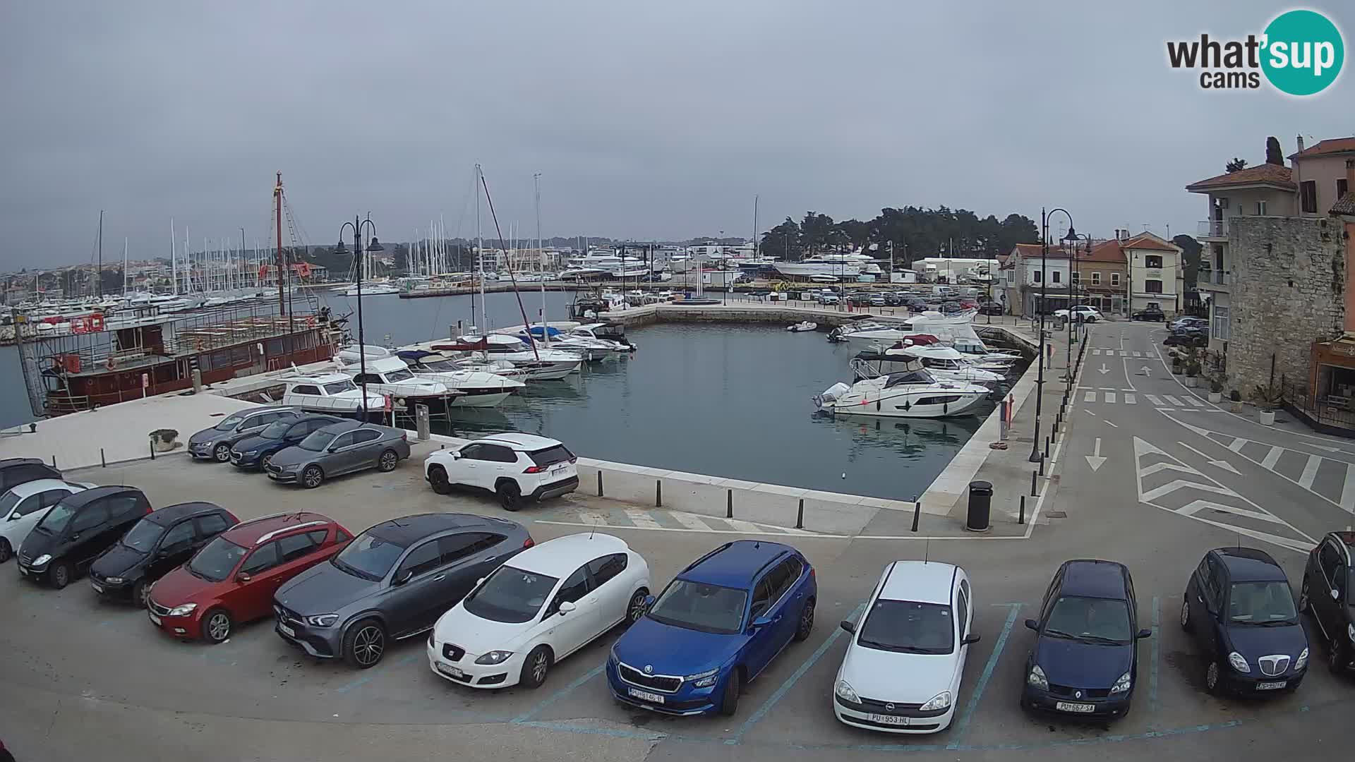 Novigrad | Porporela marina