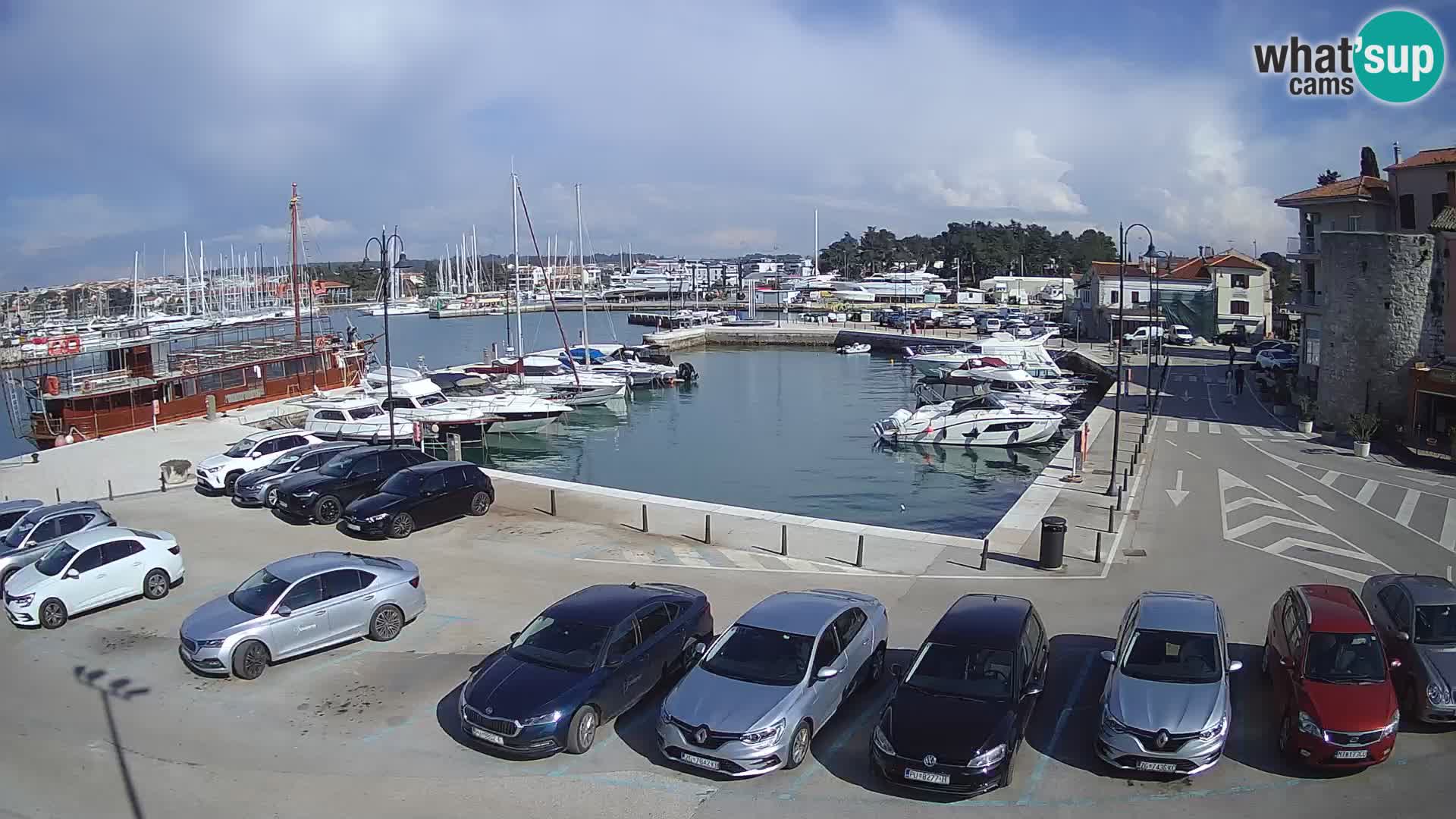 Novigrad | Porporela marina