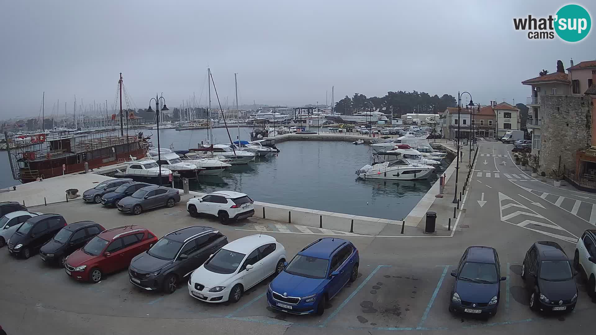 Novigrad | Porporela marina
