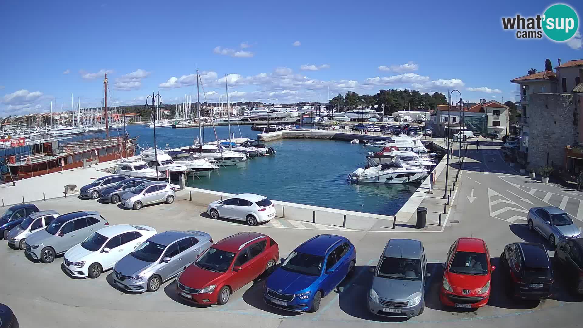 Novigrad | Porporela marina