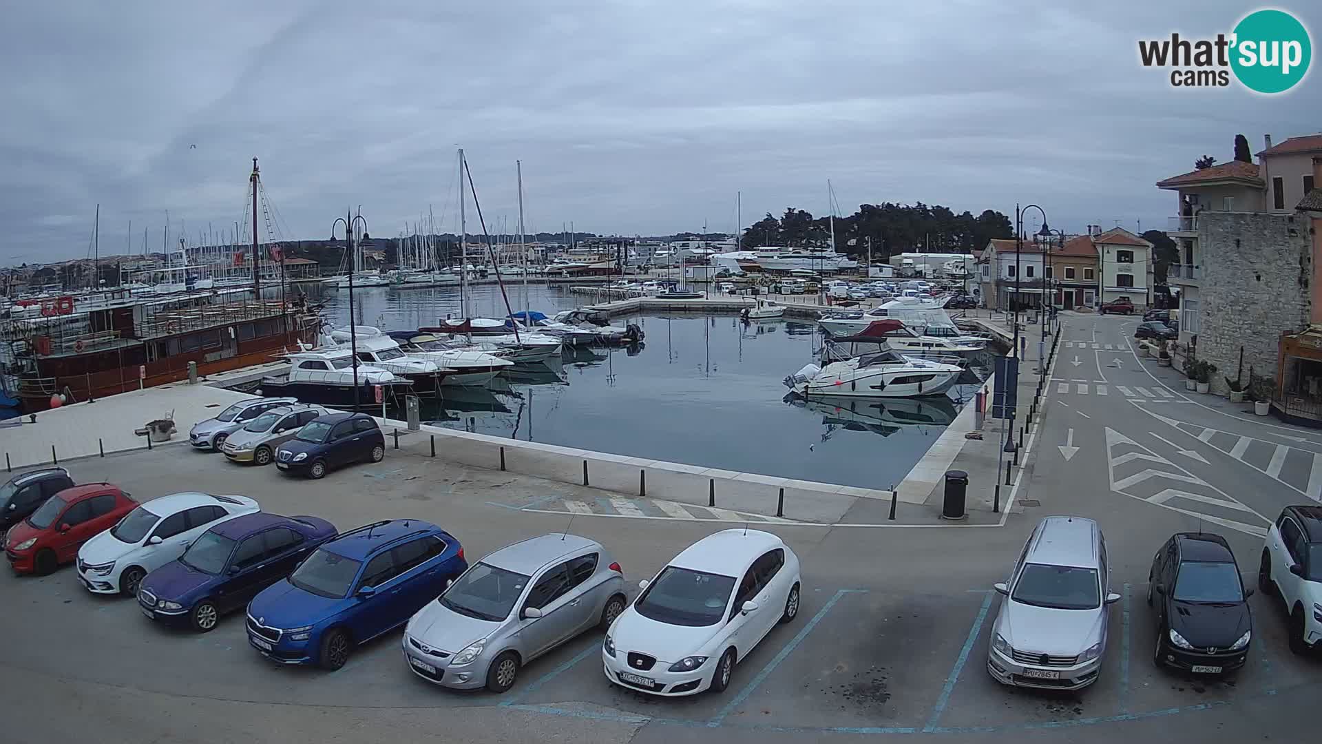 Novigrad | Porporela marina
