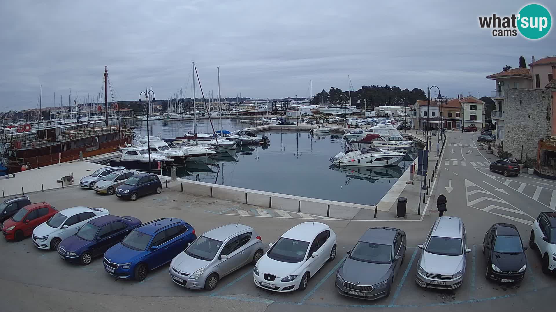 Novigrad | Porporela marina