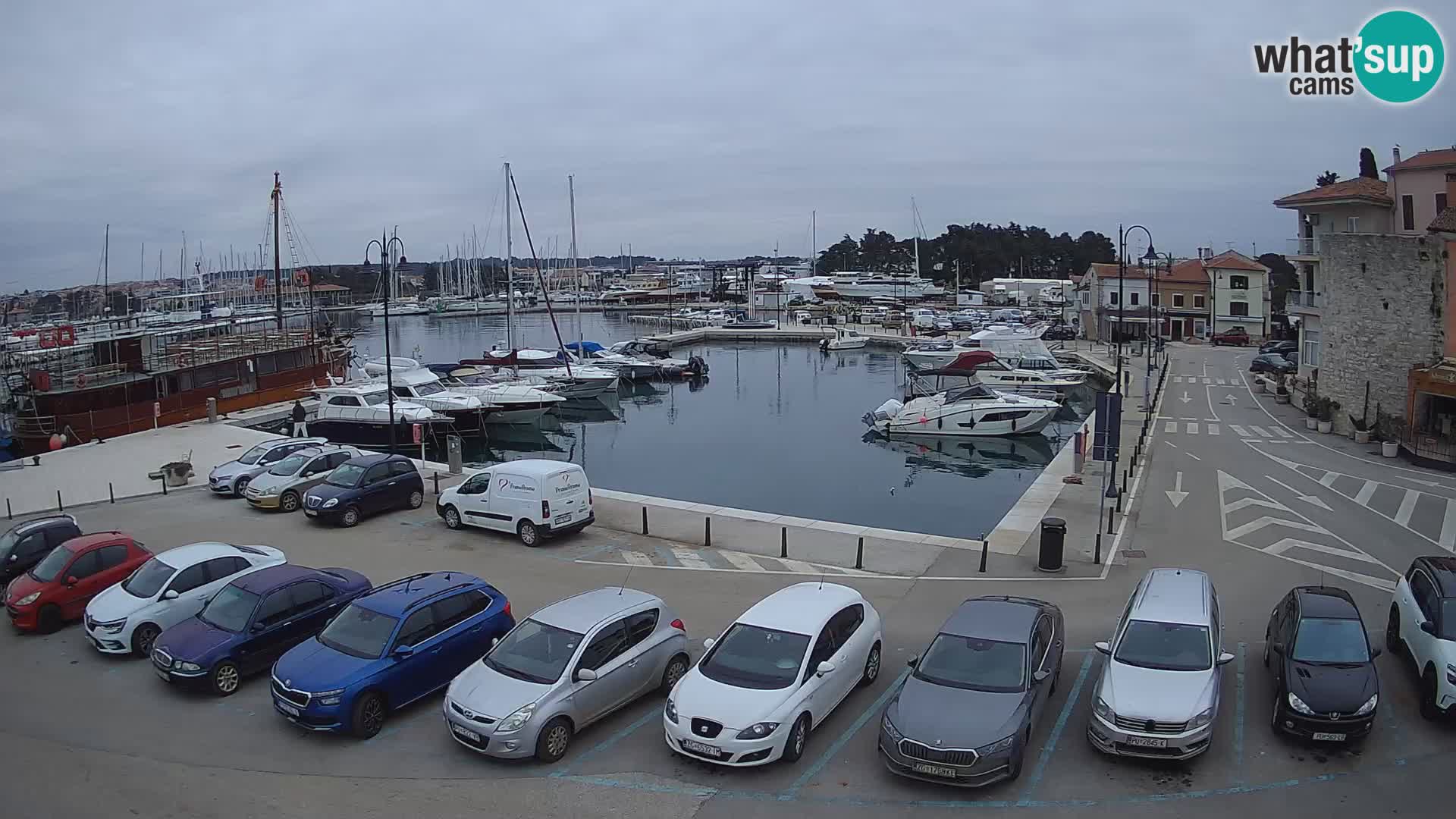 Novigrad | Porporela marina