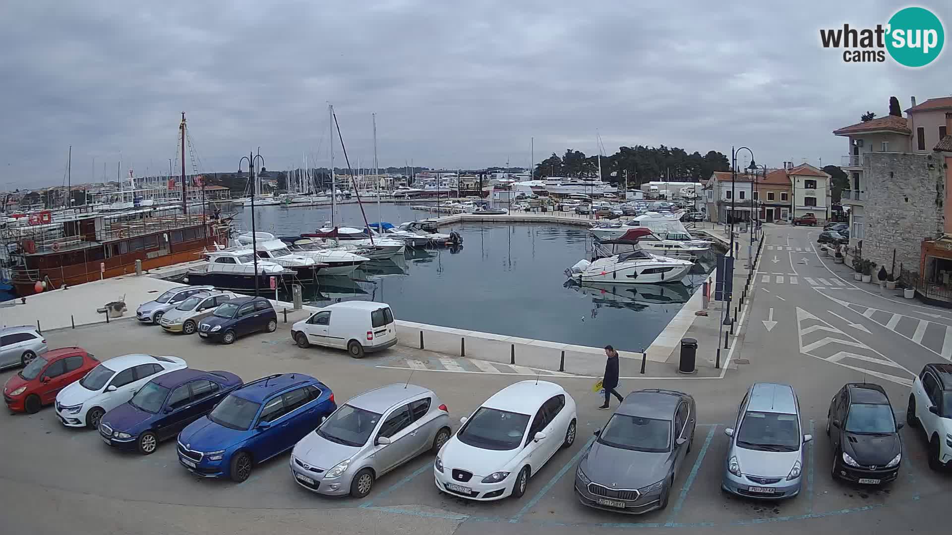 Novigrad | Porporela marina