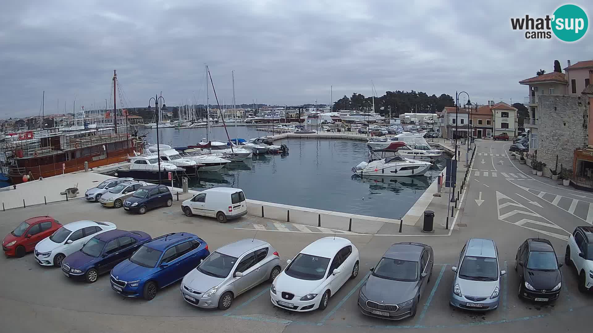 Novigrad | Porporela marina