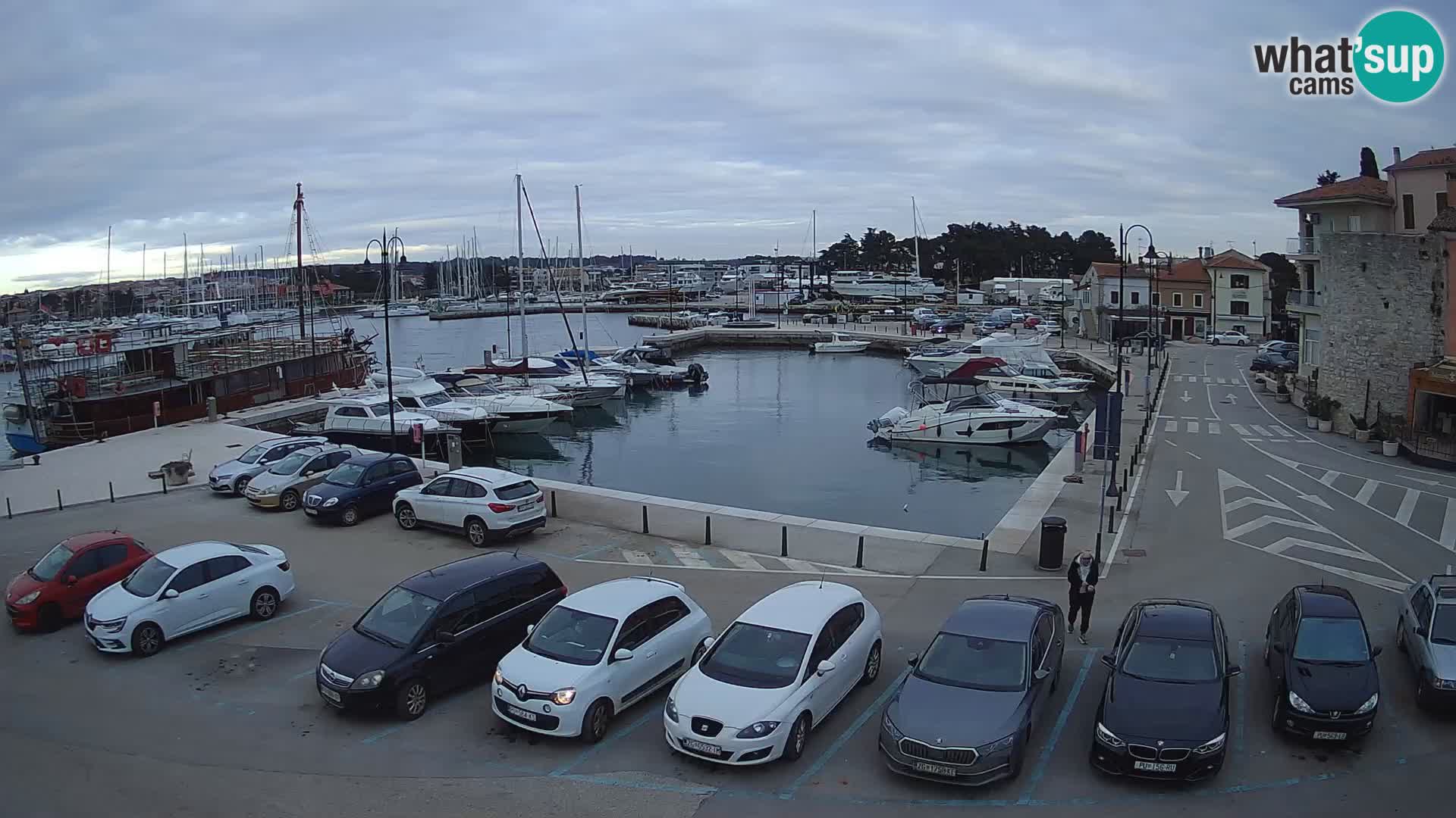 Novigrad | Porporela marina