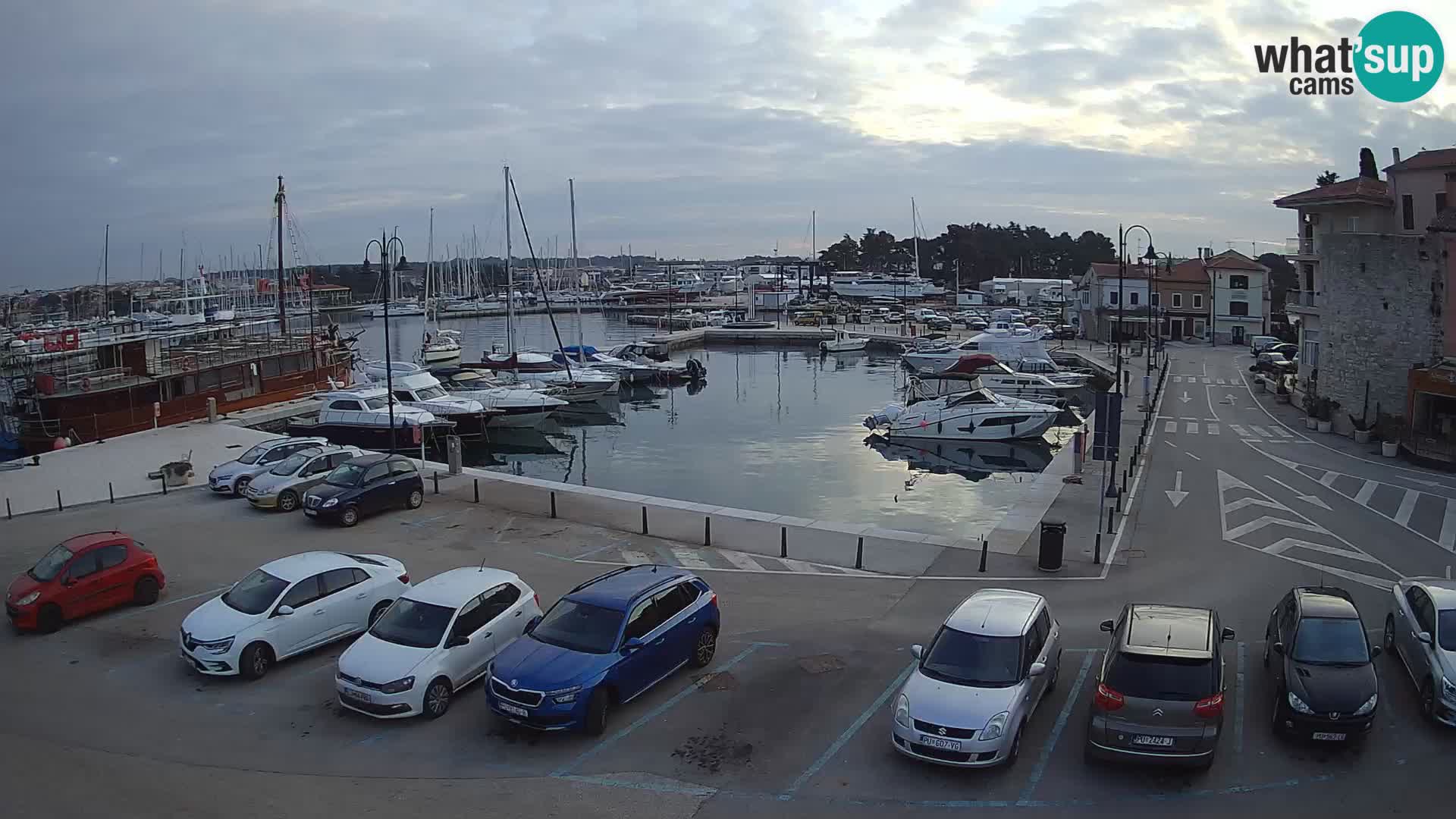 Novigrad | Porporela marina