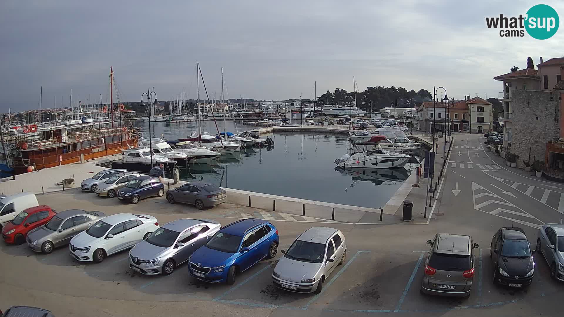 Novigrad | Porporela marina