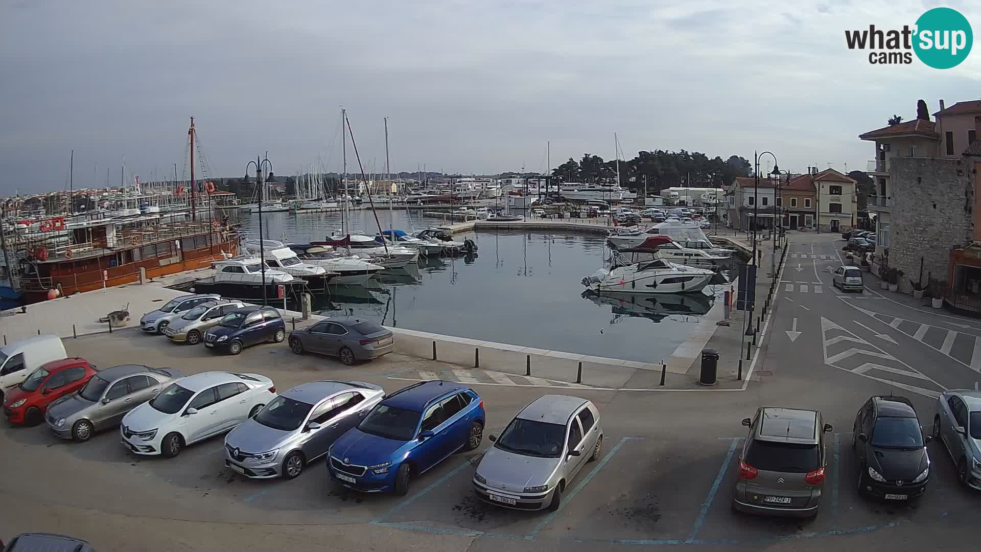 Novigrad | Porporela marina