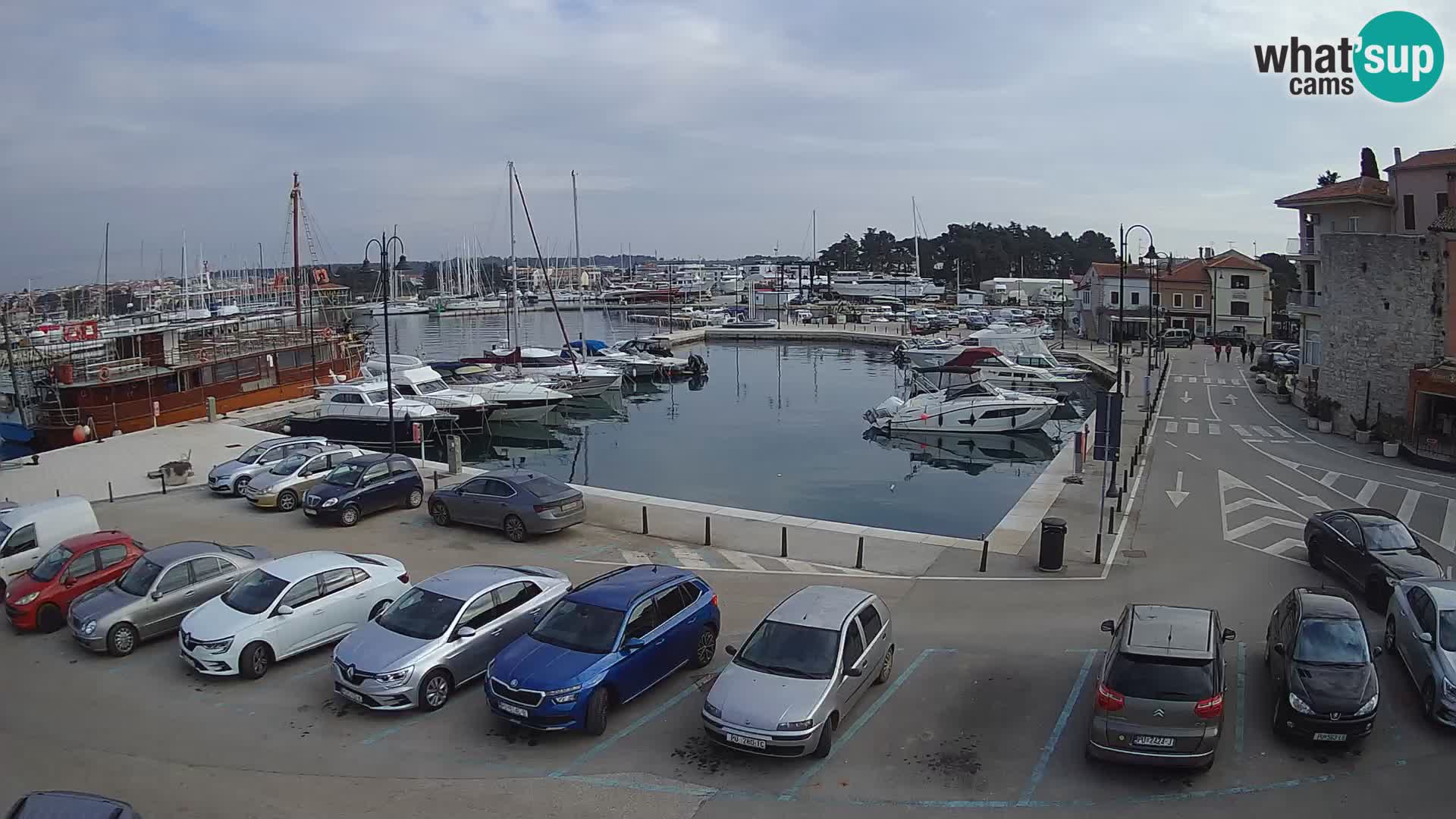 Novigrad | Porporela marina