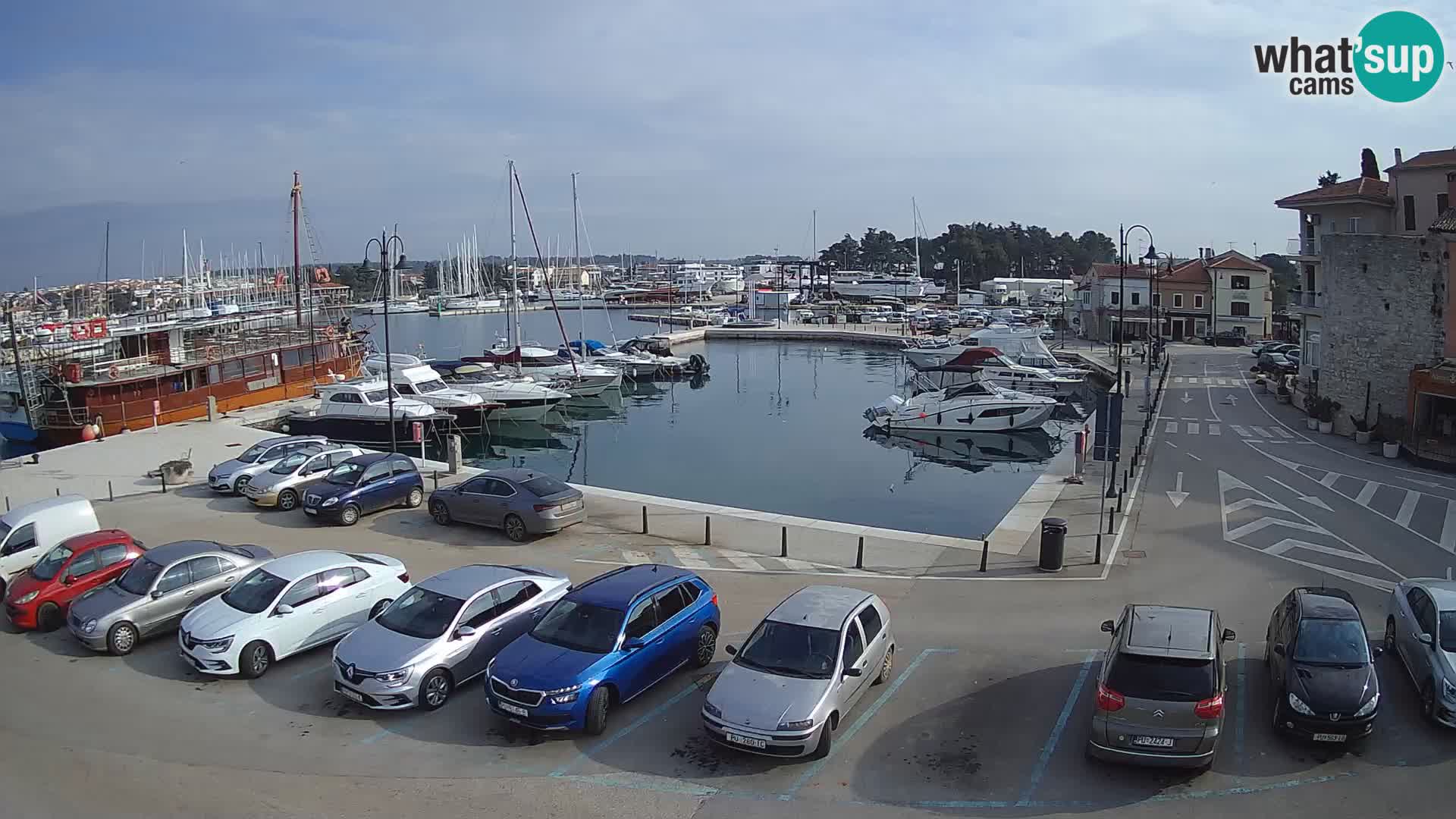 Novigrad | Porporela marina