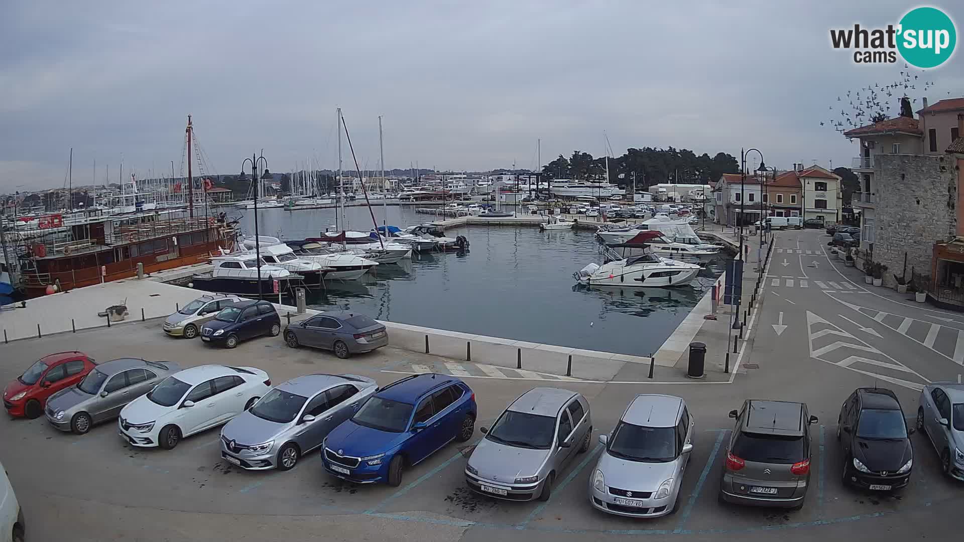 Novigrad | Porporela marina