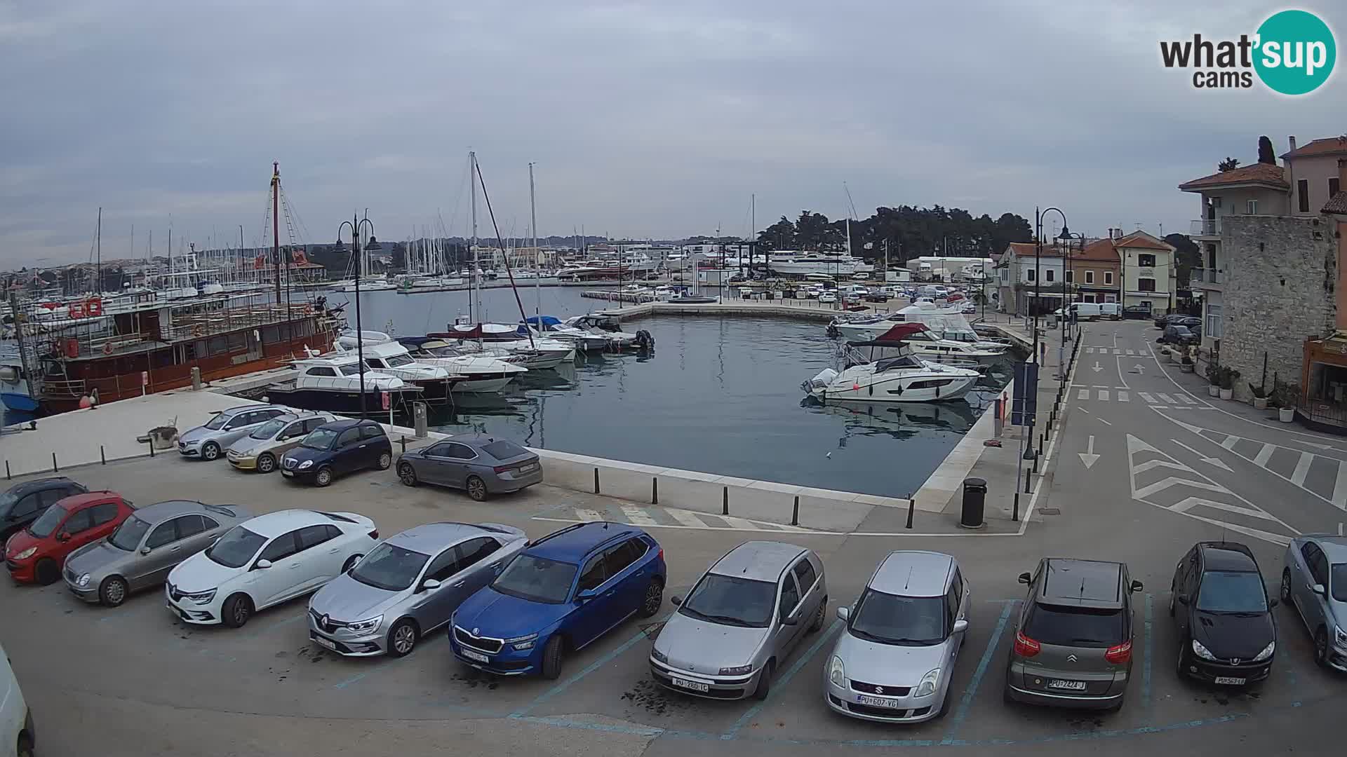 Novigrad | Porporela marina