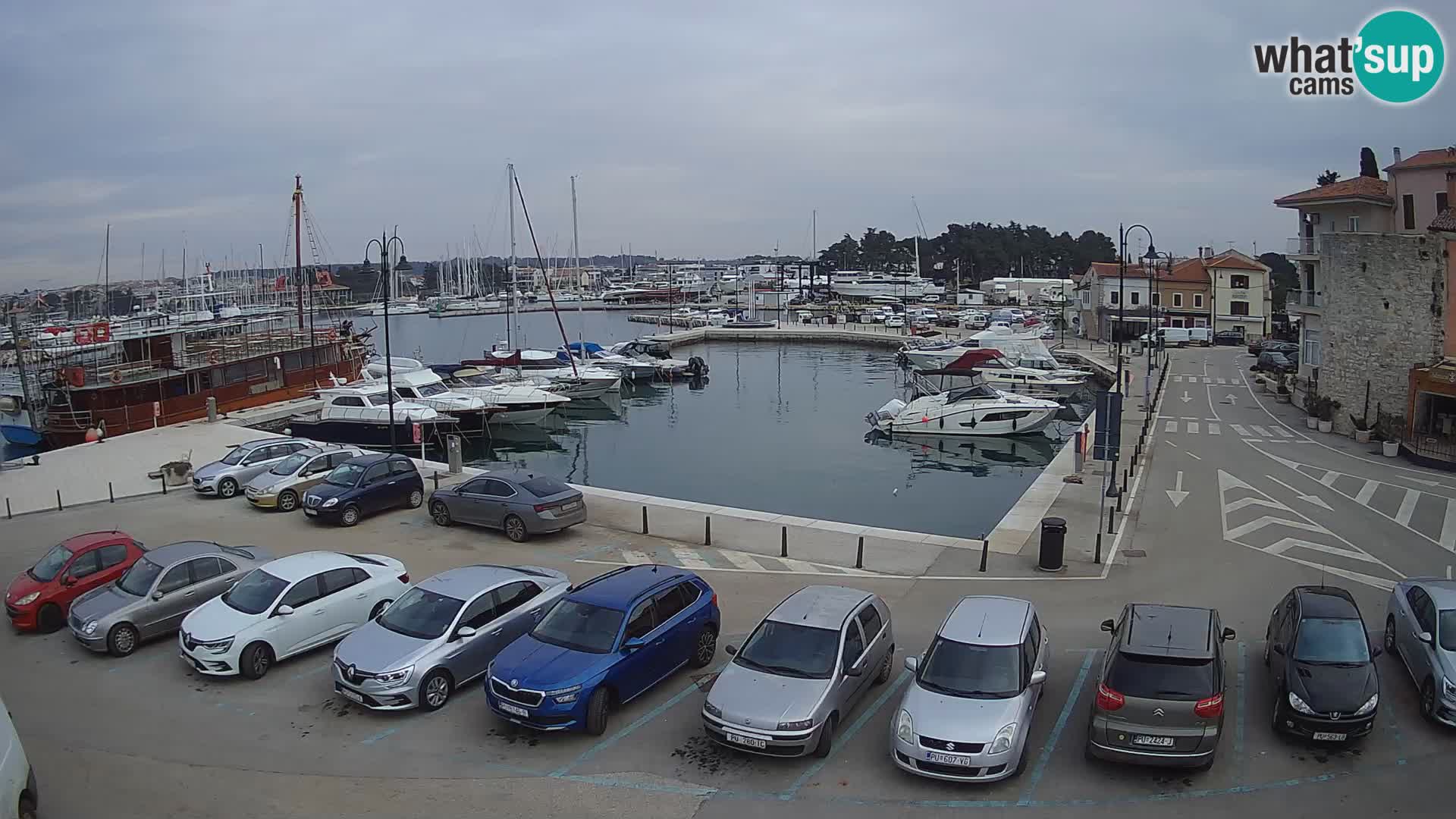 Novigrad | Porporela marina