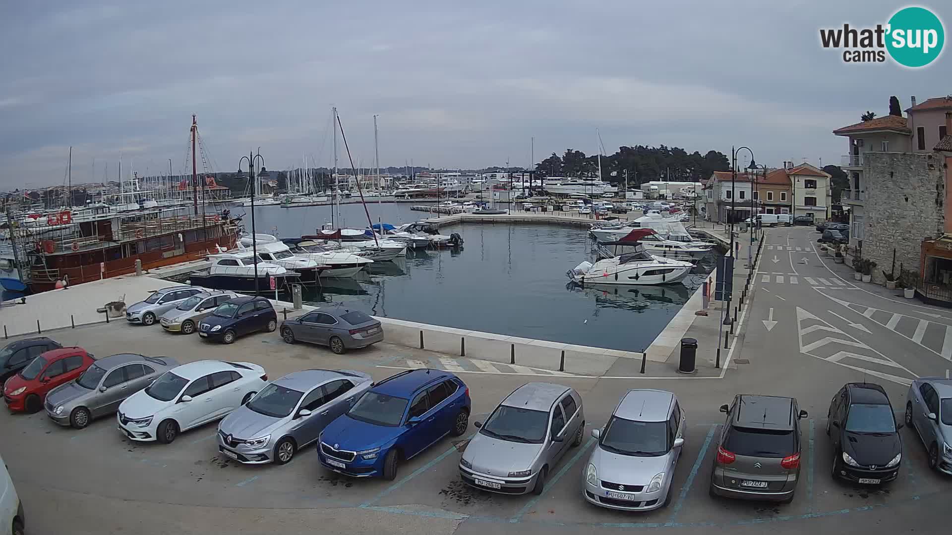 Novigrad | Porporela marina