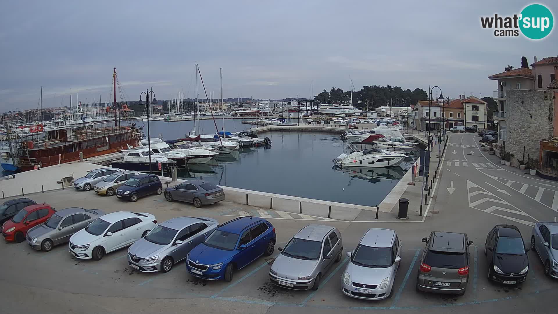 Novigrad | Porporela marina