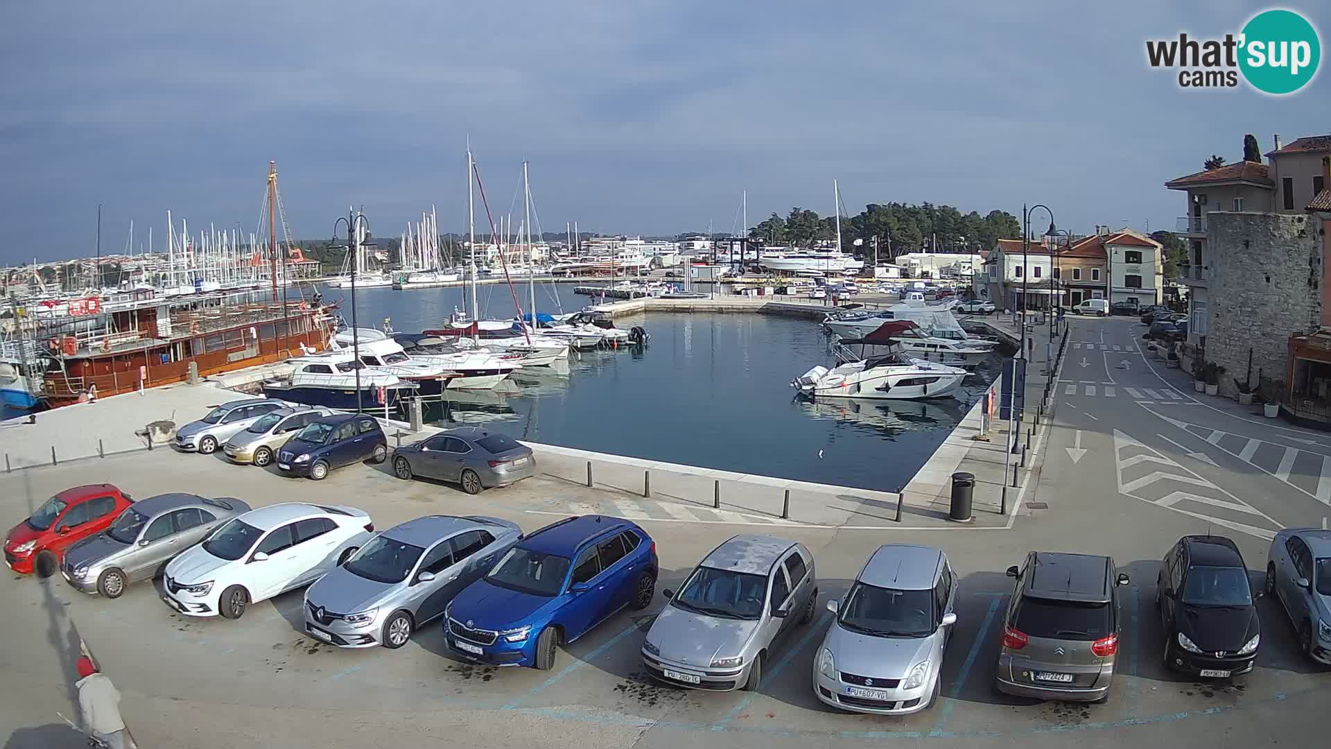 Novigrad | Porporela marina