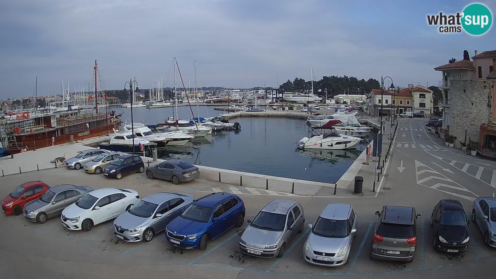 Novigrad | Porporela marina