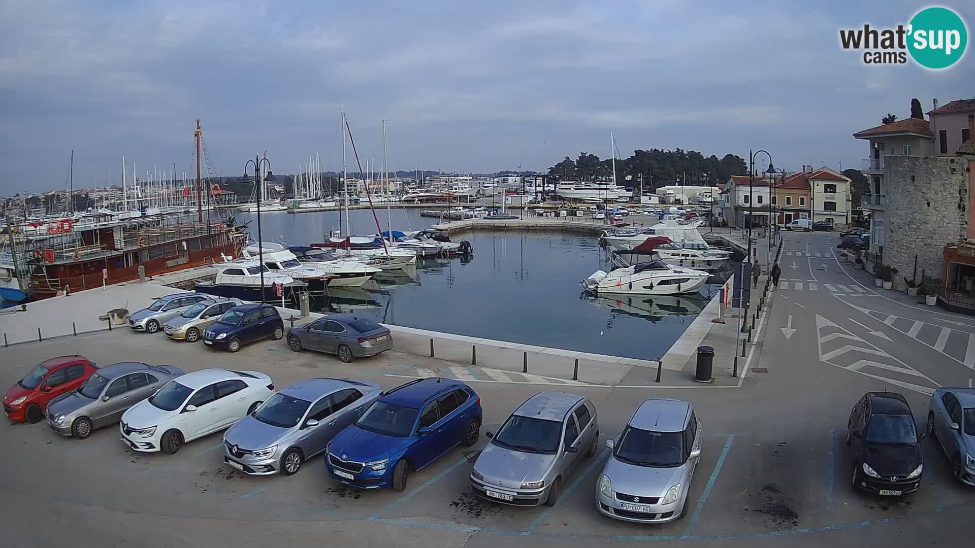 Novigrad | Porporela marina