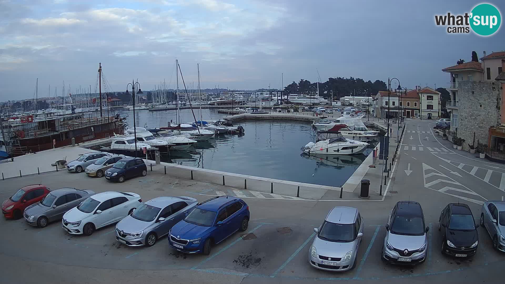 Novigrad | Porporela marina