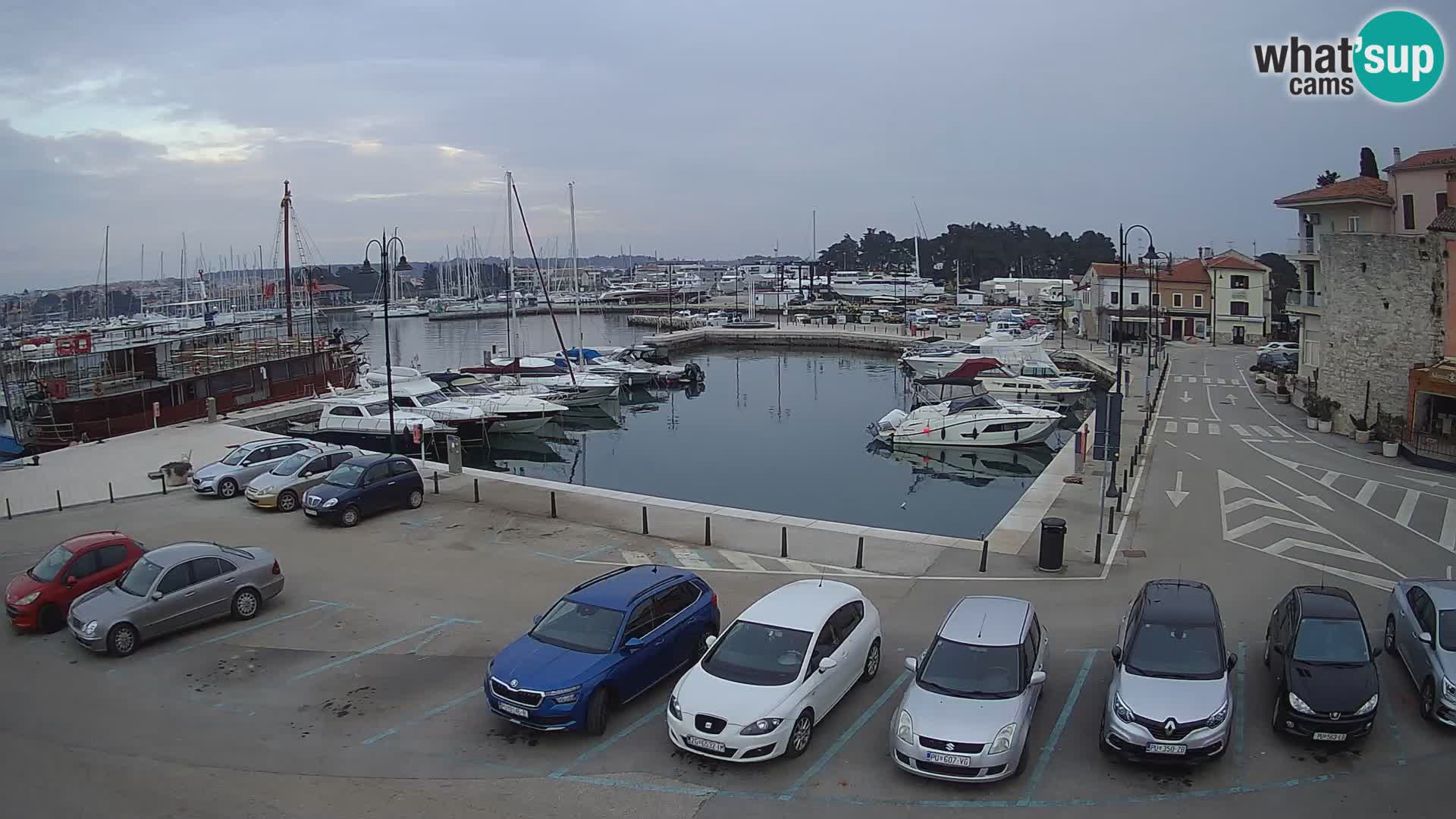 Novigrad | Porporela marina