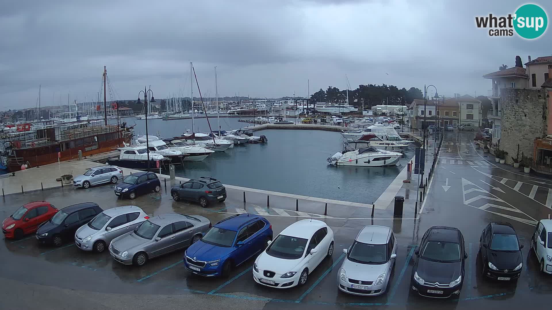 Novigrad | Porporela marina