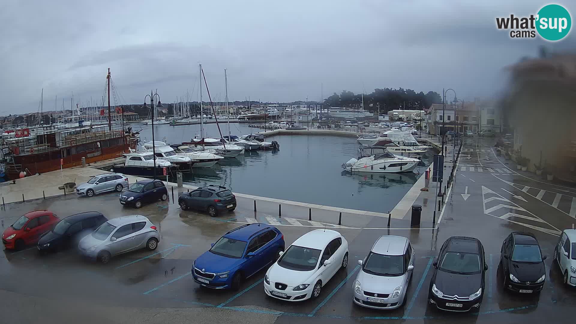 Novigrad | Porporela marina